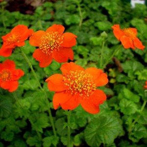 6 x benoîte  - geum coccineum 'borisii'  - godet 9x9 cm