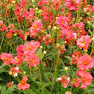 6 x benoîte  - geum chiloense 'mrs bradshaw'  - godet 9x9 cm