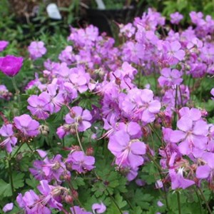 6 x géranium vivace  - geranium cantabrigiense 'cambridge'  - godet 9x9 cm