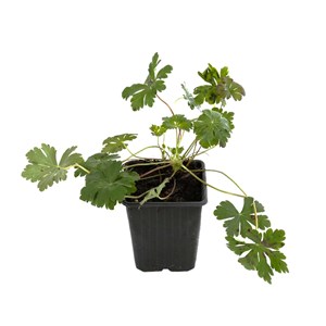 6 x géranium vivace  - geranium cantabrigiense 'cambridge'  - godet 9x9 cm