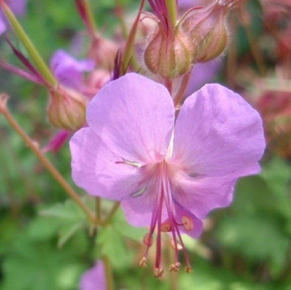 6 x géranium vivace - geranium cantabrigiense 'karmina' - godet 9x9 cm
