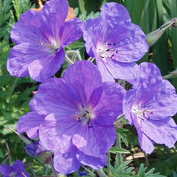 Arborix - 6 x géranium vivace - geranium clarkei 'kashmir purple' - godet 9x9 cm