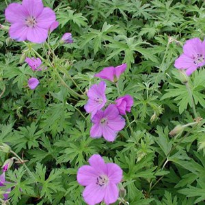 6 x géranium vivace  - geranium clarkei 'kashmir purple'  - godet 9x9 cm