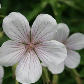 6 x géranium vivace  - geranium clarkei 'kashmir white'  - godet 9x9 cm