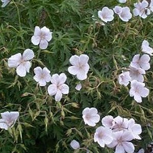 6 x géranium vivace  - geranium clarkei 'kashmir white'  - godet 9x9 cm