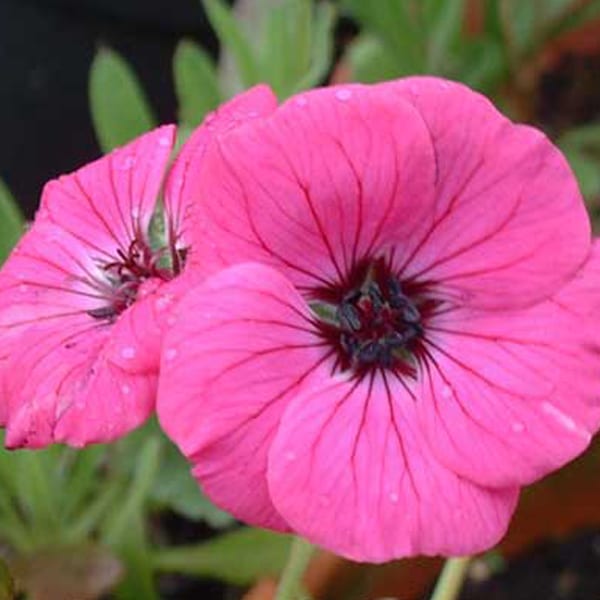 6 x géranium vivace - geranium cinereum 'splendens' - godet 9x9 cm