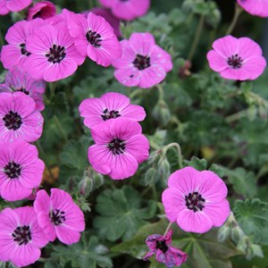 6 x géranium vivace  - geranium cinereum 'splendens'  - godet 9x9 cm