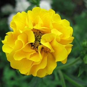 6 x benoîte  - geum chiloense 'lady stratheden'  - godet 9x9 cm