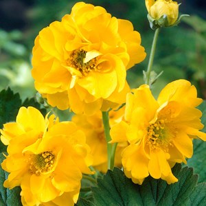 6 x benoîte  - geum chiloense 'lady stratheden'  - godet 9x9 cm