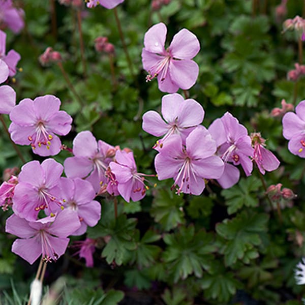 6 x géranium vivace de dalmatie - geranium dalmaticum - godet 9x9 cm