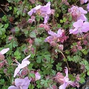 6 x géranium vivace de dalmatie - geranium dalmaticum  - godet 9x9 cm