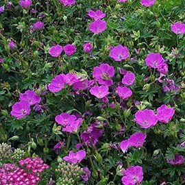 6 x géranium vivace  - geranium 'dilys'  - godet 9x9 cm