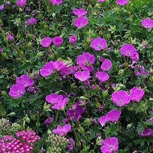 6 x géranium vivace  - geranium 'dilys'  - godet 9x9 cm