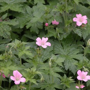 6 x géranium vivace d'endress - geranium endressii  - godet 9x9 cm