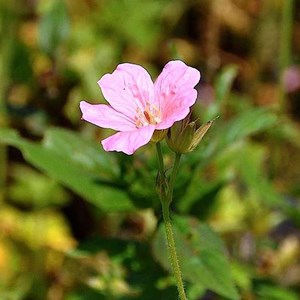 6 x géranium vivace d'endress - geranium endressi 'wargrave pink' - godet 9x9