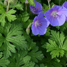 6 x géranium vivace de l'himalaya - geranium himalayense  - godet 9x9 cm