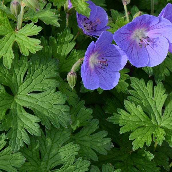 6 x géranium vivace de l'himalaya - geranium himalayense - godet 9x9 cm