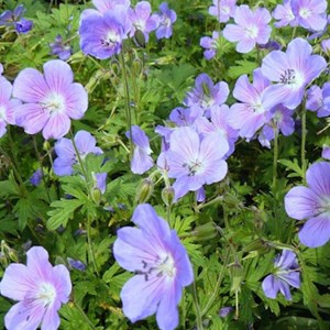 6 x géranium vivace de l'himalaya - geranium himalayense  - godet 9x9 cm