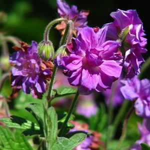 Géranium vivace de l'himalaya  - geranium himalayense 'plenum'  - godet 9x9 cm