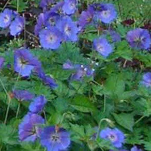 Géranium vivace  - geranium 'jolly bee'  - godet 9x9 cm