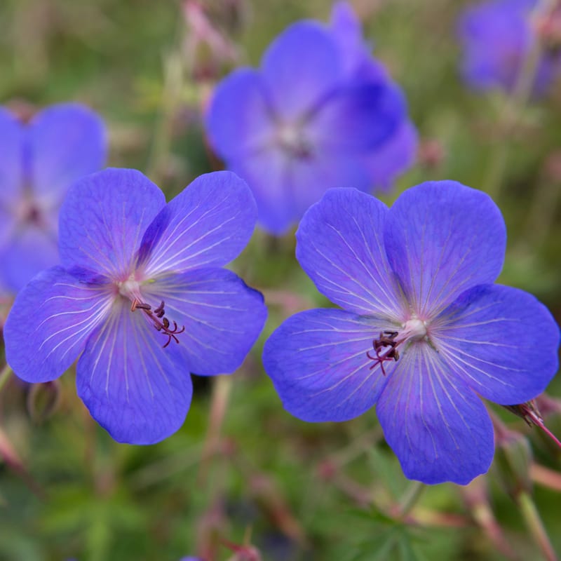 Arborix - 6 x géranium vivace - geranium 'johnson's blue' - godet 9x9 cm
