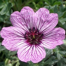 Géranium vivace à feuilles cendrées - geranium cinereum 'laurence flatman' -