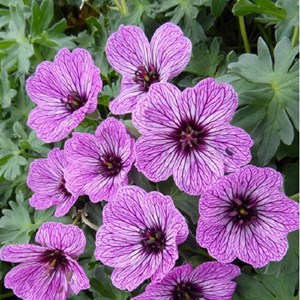 Géranium vivace à feuilles cendrées - geranium cinereum 'laurence flatman' -