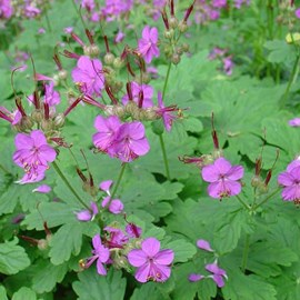 6 x géranium vivace rhizomateux - geranium macrorrhizum  - godet 9x9 cm