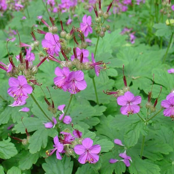 6 x géranium vivace rhizomateux - geranium macrorrhizum - godet 9x9 cm
