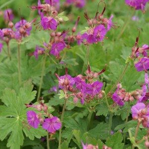 6 x géranium vivace rhizomateux - geranium macrorrhizum  - godet 9x9 cm