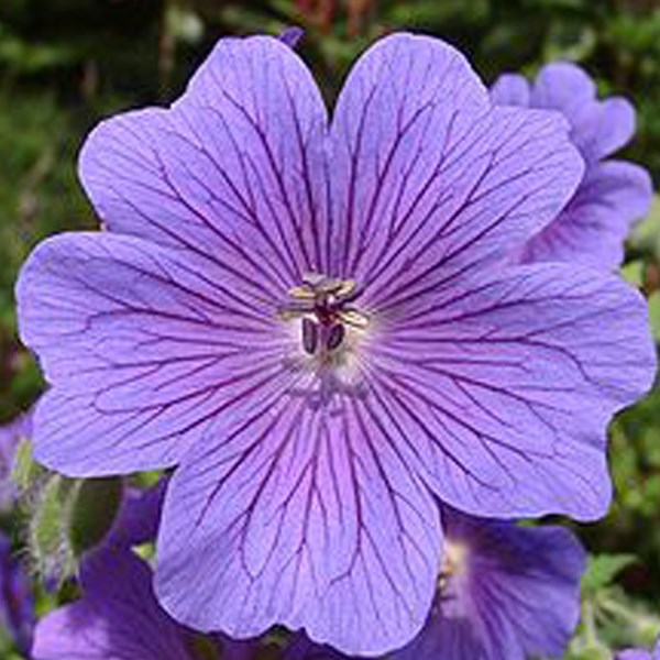 Arborix - 6 x géranium vivace magnifique - geranium magnificum  - godet 9x9 cm