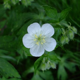 Géranium vivace maculé  - geranium maculatum 'album'  - godet 9x9 cm