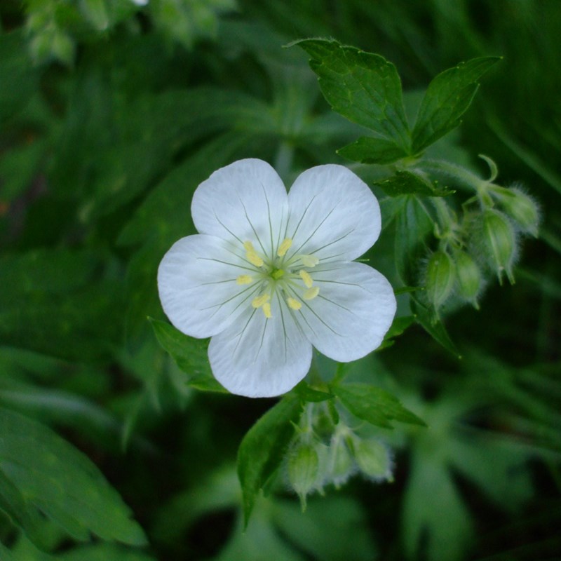 Géranium vivace maculé - geranium maculatum 'album' - godet 9x9 cm