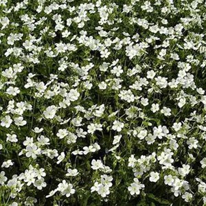 Géranium vivace maculé  - geranium maculatum 'album'  - godet 9x9 cm