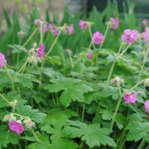 Géranium vivace rhizomateux - geranium macrorrhizum 'bevan's variety' - godet