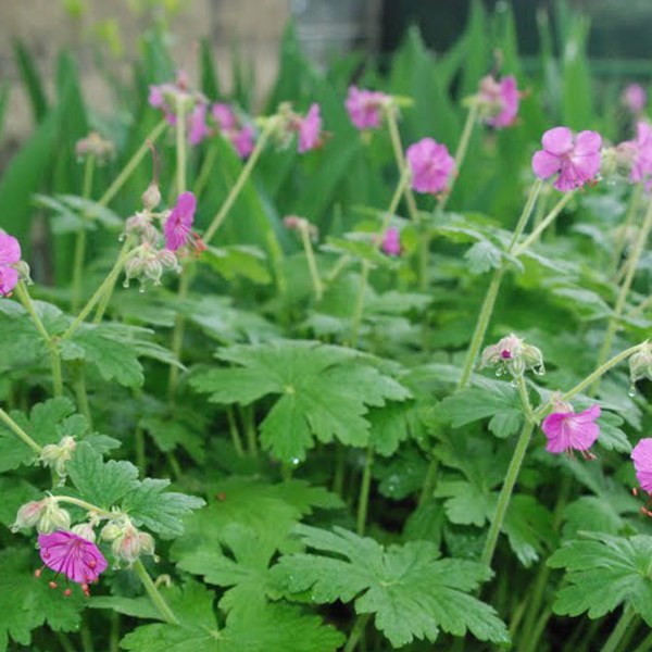 Géranium vivace rhizomateux - geranium macrorrhizum 'bevan's variety' - godet