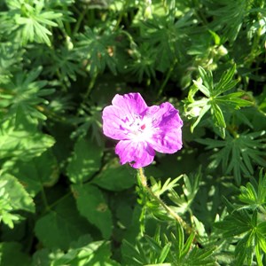 Géranium vivace rhizomateux - geranium macrorrhizum 'bevan's variety' - godet