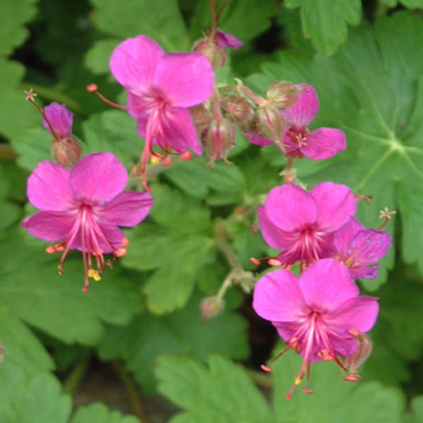 Arborix - 6 x géranium vivace rhizomateux - geranium macrorrhizum 'czakor' - godet 9x9 cm