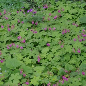 Géranium vivace rhizomateux  - geranium macrorrhizum 'czakor'  - godet 9x9 cm