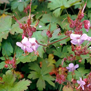 Géranium vivace rhizomateux - geranium macrorrhizum 'ingwersen's variety' -