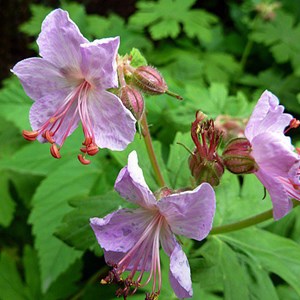 Géranium vivace rhizomateux - geranium macrorrhizum 'ingwersen's variety' -
