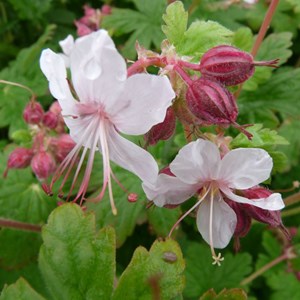 6 x géranium vivace rhizomateux - geranium macrorrhizum 'spessart' - godet 9x9