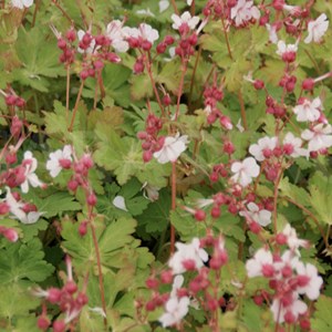 Géranium vivace rhizomateux  - geranium macrorrhizum 'spessart'  - godet 9x9 cm