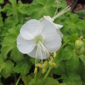 6 x géranium vivace rhizomateux - geranium macrorrhizum 'white ness' - godet