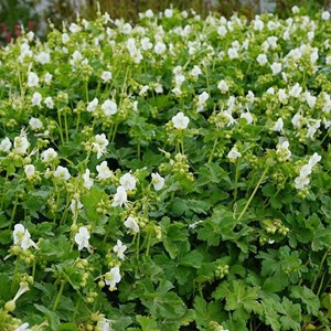 Géranium vivace rhizomateux - geranium macrorrhizum 'white ness' - godet 9x9 cm