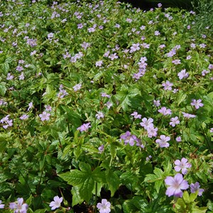 6 x géranium vivace noueux - geranium nodosum  - godet 9x9 cm