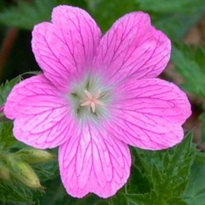 Géranium vivace  - geranium oxonianum 'claridge druce'  - godet 9x9 cm