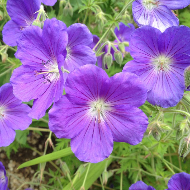 6 x géranium vivace - geranium 'orion' - godet 9x9 cm