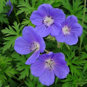 Géranium vivace  - geranium 'orion'  - godet 9x9 cm