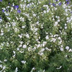 Géranium vivace livide  - geranium phaeum 'album'  - godet 9x9 cm